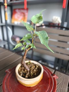 Bodhi tree For Sale | Plants & Seeds | Carousell Singapore