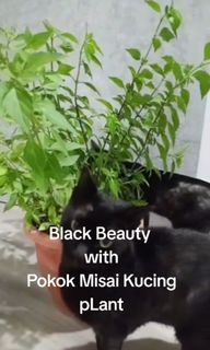 (Category: ) located in . Submitted by petstyle888 (Listing ID 1397319941, Image 1). Description: .