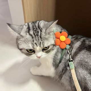（分類：）位於 。 由 bi11yy 提交（商品編號 1401662176，圖片 1）。簡介： 。