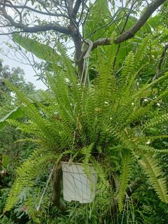 (Category: ) located in . Submitted by backyardgarden (Listing ID 1401714813, Image 1). Description: .