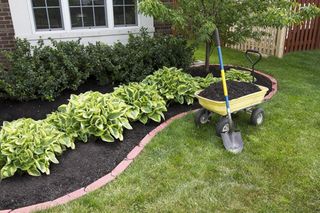 (Category: ) located in . Submitted by backyardgarden (Listing ID 1401715015, Image 1). Description: .