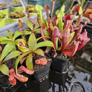 100+ Mini plants For Sale Gardening Carousell Singapore