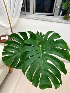 （分類：）位於 。 由 p3ihua 提交（商品編號 1397827383，圖片 1）。簡介： 。