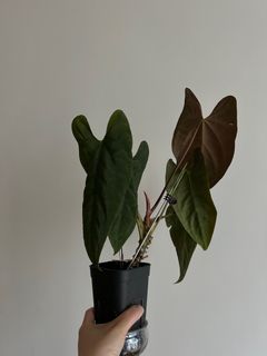 （分類：）位於 。 由 nairem_plants 提交（商品編號 1403557430，圖片 1）。簡介： 。