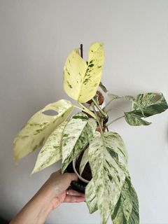 （分類：）位於 。 由 nairem_plants 提交（商品編號 1403555503，圖片 1）。簡介： 。