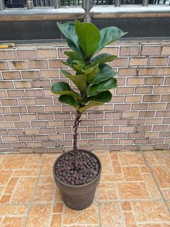 （分類：）位於 。 由 haileyx 提交（商品編號 1403492732，圖片 1）。簡介： 。