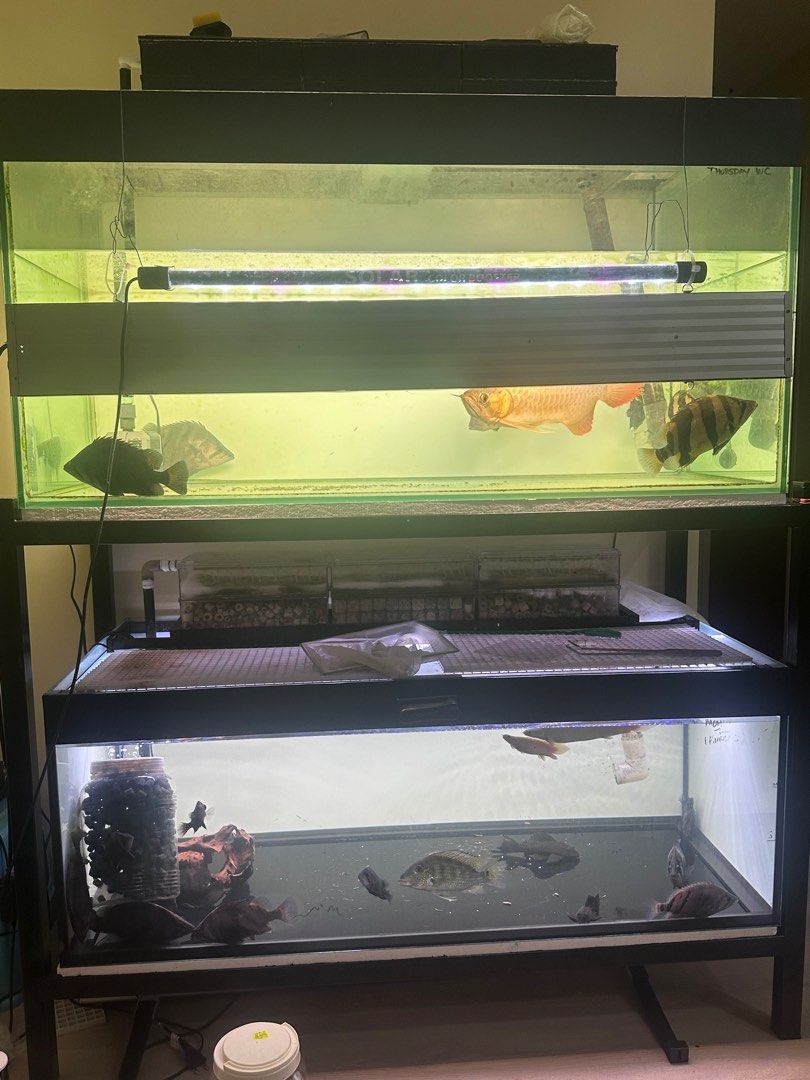 Full 4FT Tank Setup, Pet Supplies, Homes & Other Pet Accessories on ...