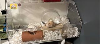 (Category: ) located in . Submitted by matchalatte13 (Listing ID 1403580914, Image 1). Description: .