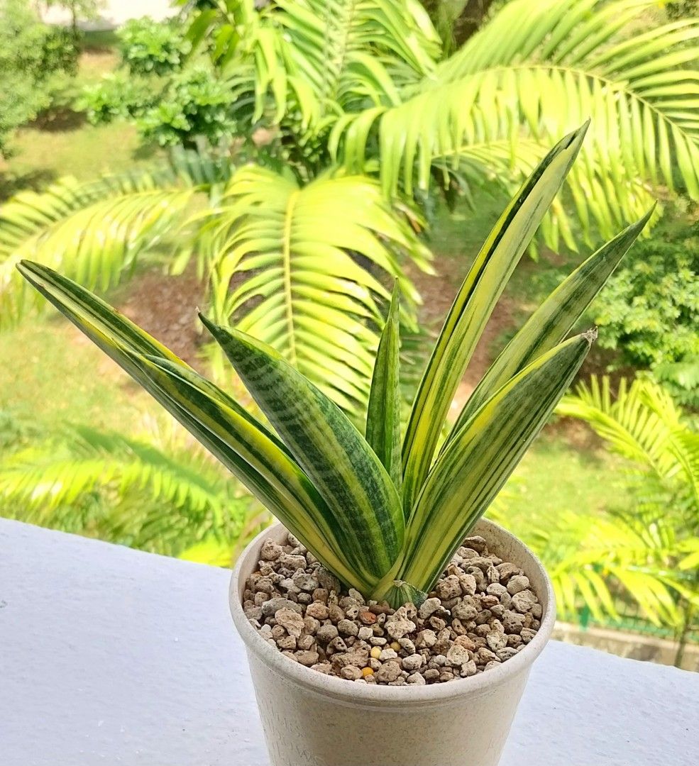 Hybrid Marsha Anjani Variegated (Sansevieria/Snake Plant), Furniture & Home  Living, Gardening, Plants & Seeds on Carousell