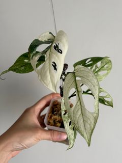 （分類：）位於 。 由 nairem_plants 提交（商品編號 1403555915，圖片 1）。簡介： 。
