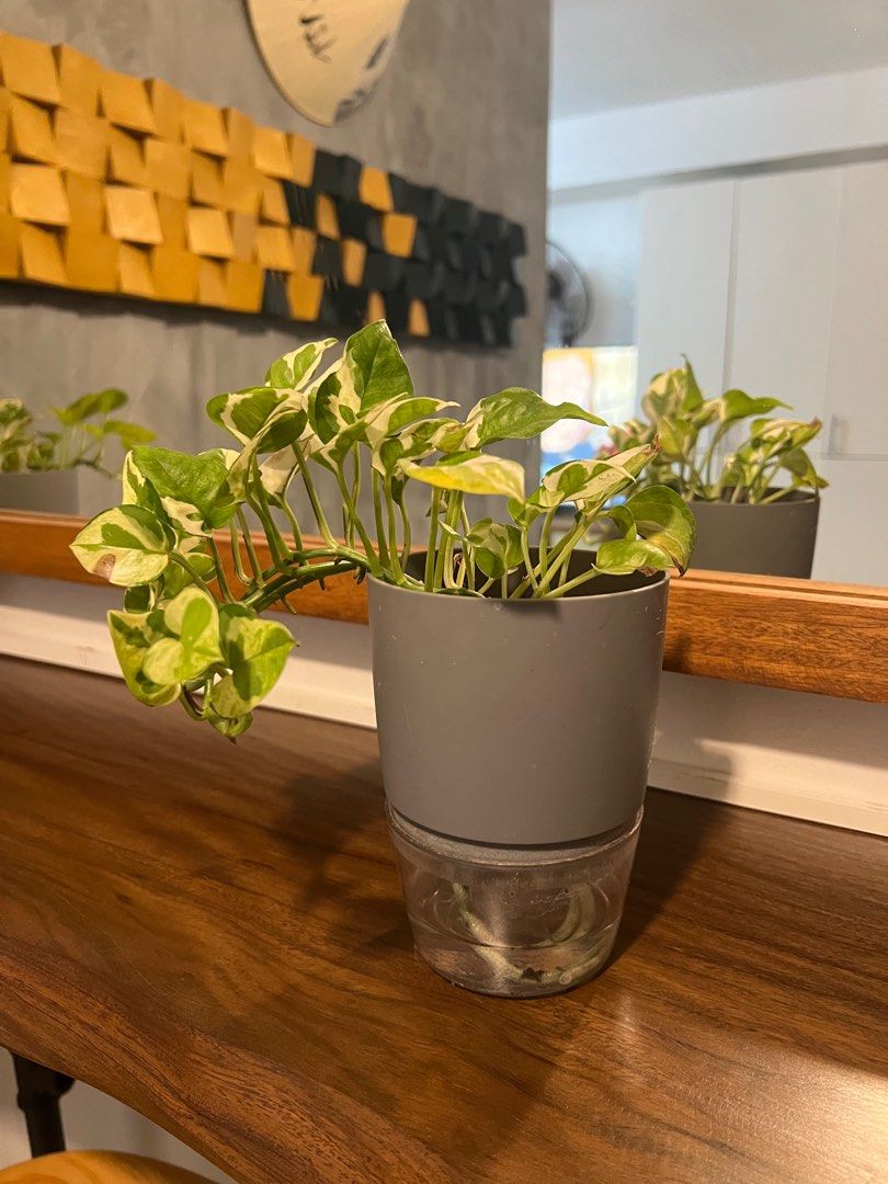 Pothos Plant in Self-Watering Pot (Category: Plants & Seeds) located in Quezon City. Submitted by sell4less123 (Listing ID 1403495566, Image 1). Description: Strictly payment first via gcash Shipping must be booked and paid by the buyer Location: the avenue residences qc 1116.