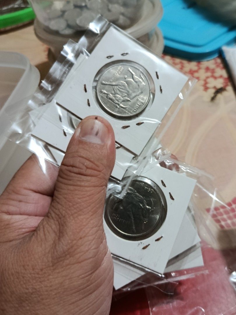 1990 / 1 peso Kalabaw Big type (Category: Currency) located in Pateros City. Submitted by CaesarCoin (Listing ID 1403755900, Image 3). Description: Price: 70 pesos each Fix Price po.. Available gat naka post Additional 150 pesos for shipping JRS Express kahit ilang Coin bilhin 150 pesos lang ang Shipping Payment Method Gcash to Gcash.