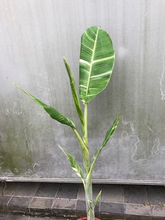 (Category: ) located in . Submitted by PlantsRanger (Listing ID 1403771770, Image 1). Description: .