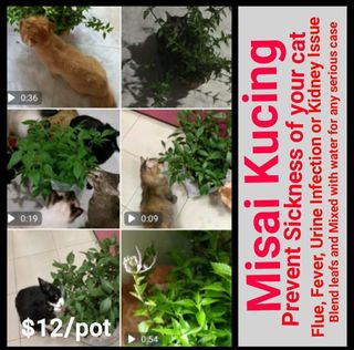 (Category: ) located in . Submitted by petstyle888 (Listing ID 1403680354, Image 1). Description: .