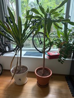(Category: ) located in . Submitted by gemmawilli35087 (Listing ID 1404064922, Image 1). Description: .