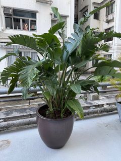 （分類：）位於 。 由 hobbas 提交（商品編號 1404079220，圖片 1）。簡介： 。