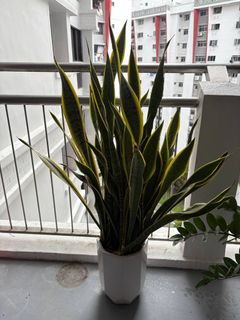 (Category: ) located in . Submitted by thecoffeeboy (Listing ID 1404122973, Image 1). Description: .