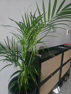 (Category: ) located in . Submitted by s.bannir (Listing ID 1404204221, Image 1). Description: .