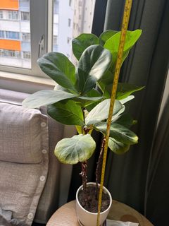 （分類：）位於 。 由 ccgrc 提交（商品編號 1404181924，圖片 1）。簡介： 。
