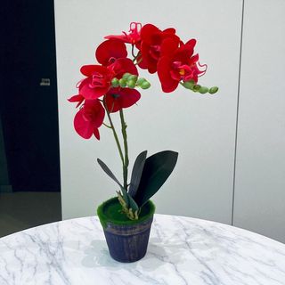 (Category: ) located in . Submitted by alyeow_flowery (Listing ID 1404263469, Image 1). Description: .