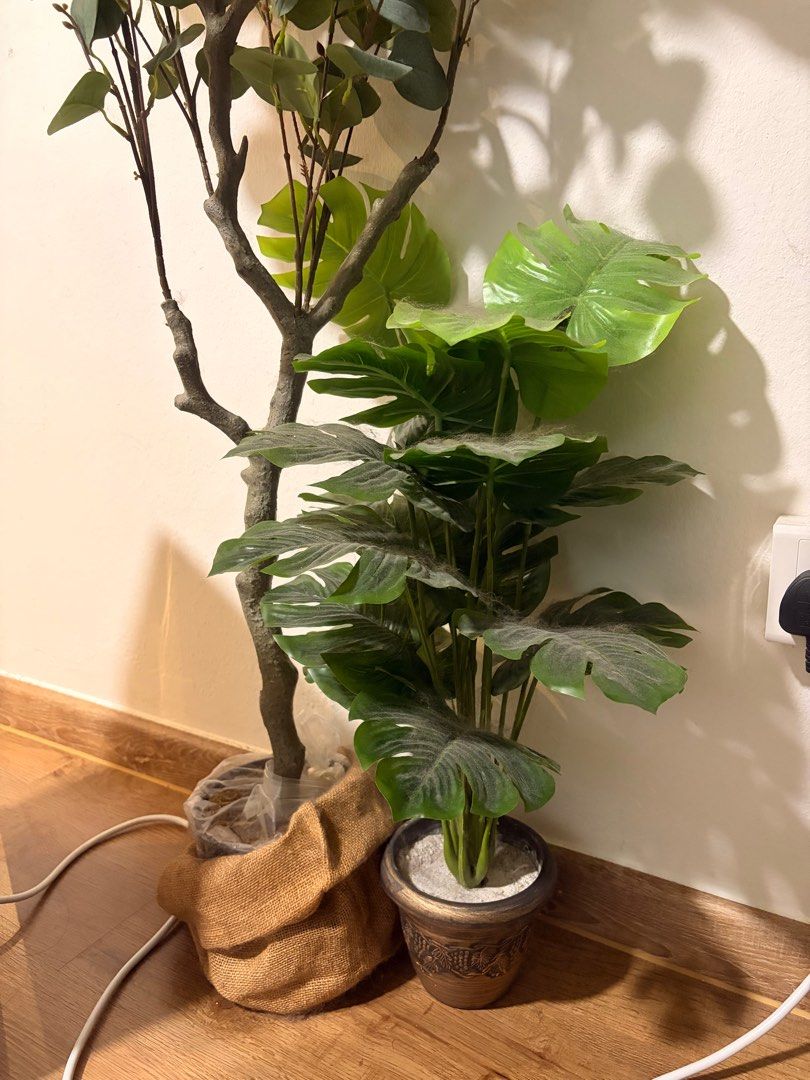 Artificial Split Philo 70cm (Category: Artificial Plants & Flowers) located in Singapore. Submitted by jingobills (Listing ID 1404454004, Image 2). Description: Artificial plants for sale / available: 130cm eucalyptus tree - $50 (rtp$78) 70cm split philo plant - $16 (rtp$25) 70cm taro plant - $16 (rtp $25) - sold Feel free to check out other listings. Selling bc changing the interior design of current house. Negotiable if buying more than 1. Self