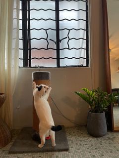 (Category: ) located in . Submitted by lingcat (Listing ID 1404490825, Image 1). Description: .