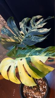 (Category: ) located in . Submitted by arfplants (Listing ID 1404469423, Image 1). Description: .