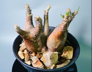 （分類：）位於 。 由 caudex_wonders 提交（商品編號 1404557860，圖片 1）。簡介： 。