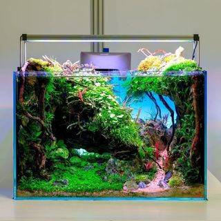 Aquascaping Services Collection item 3