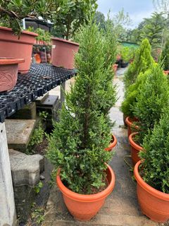 (Category: ) located in . Submitted by gardenfunfarm (Listing ID 1404757513, Image 1). Description: .