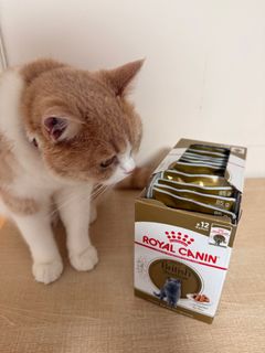 （分類：）位於 。 由 campcampcamp 提交（商品編號 1404683380，圖片 1）。簡介： 。