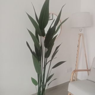 (Category: ) located in . Submitted by shidaahrs (Listing ID 1404963212, Image 1). Description: .