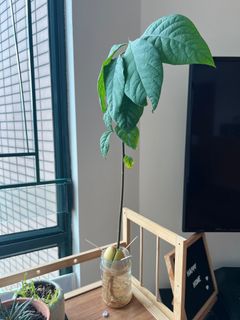 （分類：）位於 。 由 khaiarce 提交（商品編號 1404785384，圖片 1）。簡介： 。