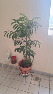 (Category: ) located in . Submitted by fsh123 (Listing ID 1404832622, Image 1). Description: .
