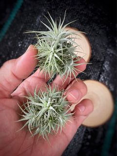 (Category: ) located in . Submitted by my_plant_table (Listing ID 1404865672, Image 1). Description: .