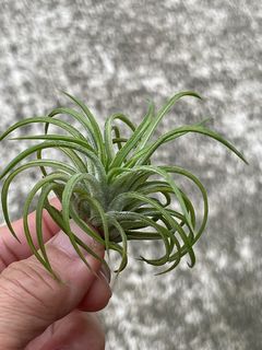 (Category: ) located in . Submitted by my_plant_table (Listing ID 1404869835, Image 1). Description: .