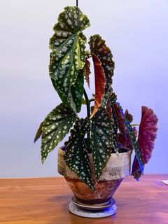 （分類：）位於 。 由 elsamouse 提交（商品編號 1404967087，圖片 1）。簡介： 。