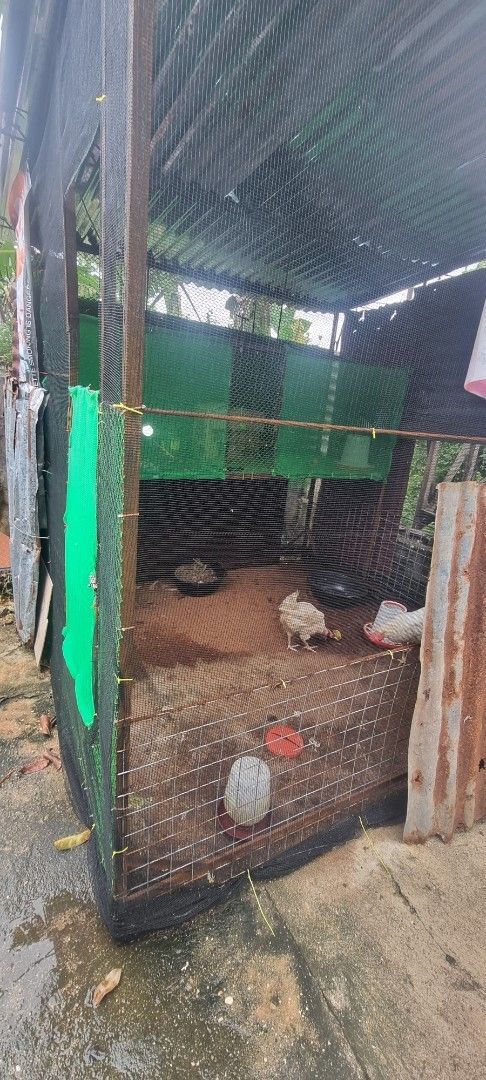 Chicken Coop with Metal Roofing (Category: Construction & Building Materials) located in Manila. Submitted by selimipeun58076 (Listing ID 1404970947, Image 2). Description: - Metal roof - Wire mesh enclosure - Green net on the side - Constructed with wood and metal - Suitable for chickens - Outdoor use.