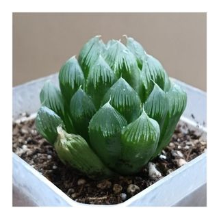 (Category: ) located in . Submitted by HomeGreenery (Listing ID 1405069879, Image 1). Description: .