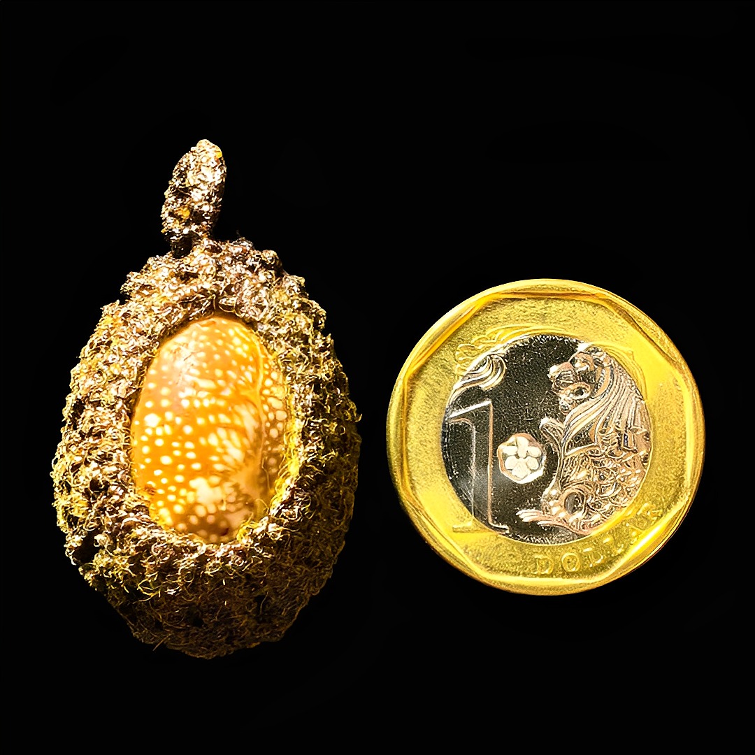 Bia Gae Shell Amulet/Biagae Cowry Shell with Takrut, LP Pring, Wat Sap ...