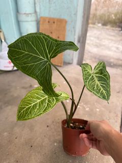 （分類：）位於 。 由 wansonluk 提交（商品編號 1401720606，圖片 1）。簡介： 。