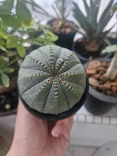 (Category: ) located in . Submitted by excess.plants (Listing ID 1401830979, Image 1). Description: .