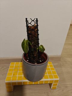 (Category: ) located in . Submitted by quanjiafuplants (Listing ID 1401740322, Image 1). Description: .
