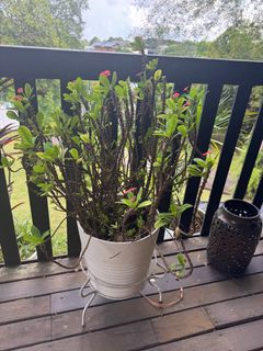 (Category: ) located in . Submitted by fasso2522 (Listing ID 1401726801, Image 1). Description: .