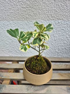 (Category: ) located in . Submitted by plantupsg (Listing ID 1401729803, Image 1). Description: .