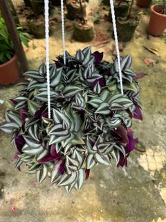 (Category: ) located in . Submitted by gardenfunfarm (Listing ID 1401898102, Image 1). Description: .