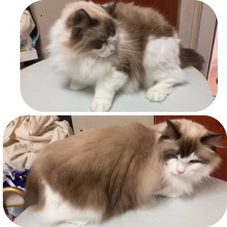 （分類：）位於 。 由 kaka_gromming 提交（商品編號 1405177604，圖片 1）。簡介： 。