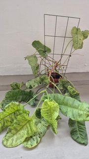 (Category: ) located in . Submitted by plantsplants (Listing ID 1405250059, Image 1). Description: .