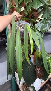 (Category: ) located in . Submitted by jasonaq (Listing ID 1405526228, Image 1). Description: .