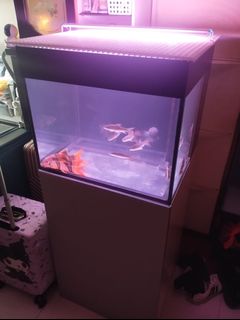 (Category: ) located in . Submitted by bakingwithloves (Listing ID 1405607835, Image 1). Description: .